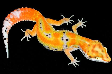 leopard gecko orange