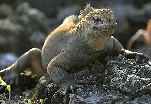 marine iguana ugly