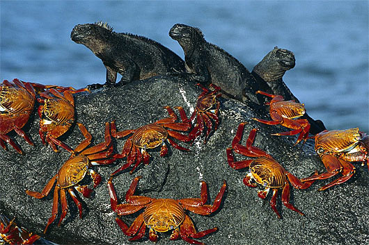 marine iguanas chillin crabs