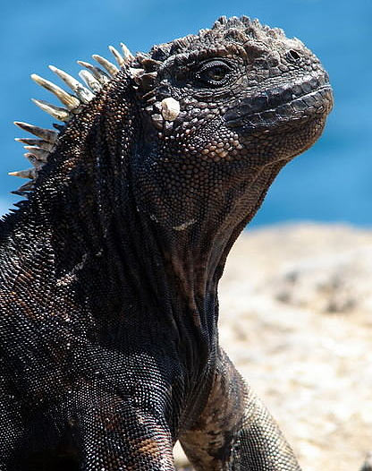 marine iguanas head