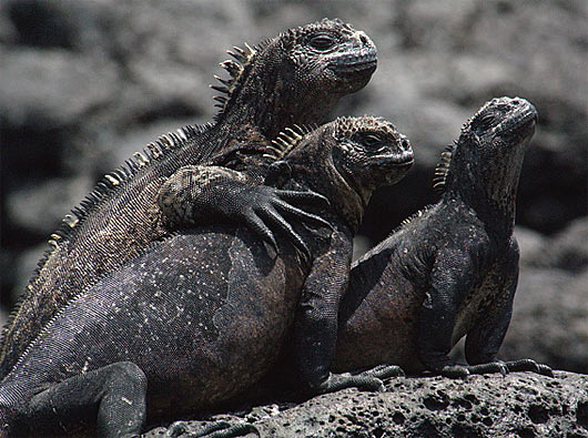 marine iguanas pals
