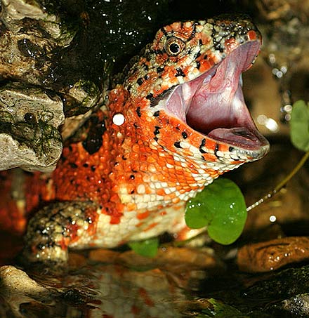 orange crocodile lizard dont intrude