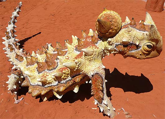 false head lizard australia