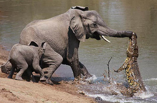nile crocodile attacks elephant