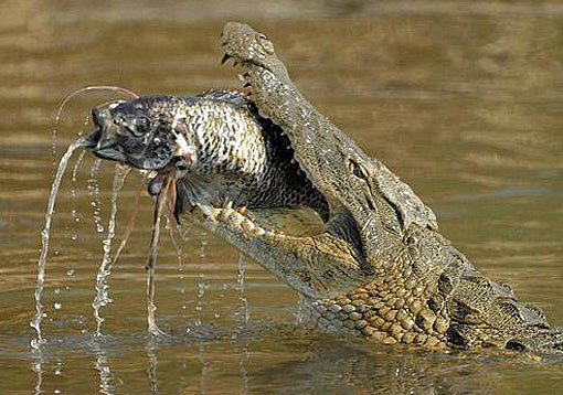 nile crocodile eating fish