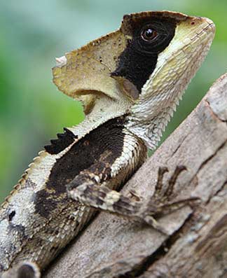 casque-head lizard