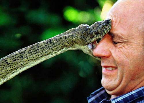 Python Snake Bite