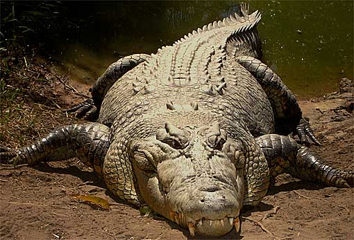 salt-water croc