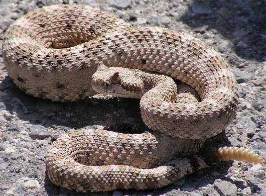 up-close sidewinder rattlesnake