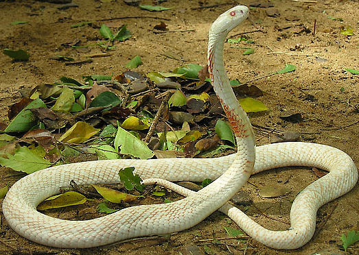 albino