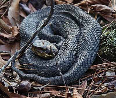 cottonmouth in leaves