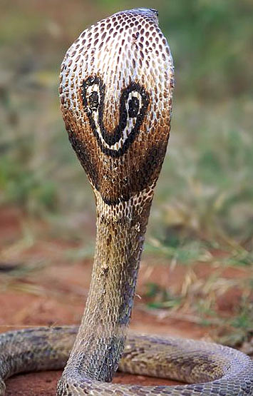 Indian Cobra Aka Black Spectacled Pakistani Cobra FactZoo