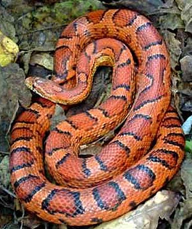orange red corn snake