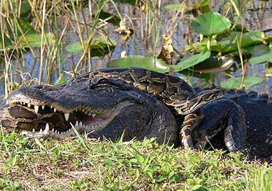 alligator python battle