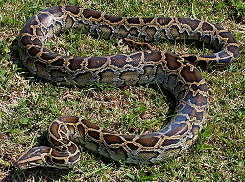 burmese python invasive species