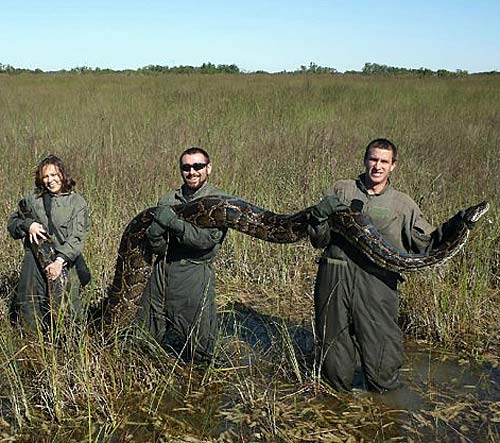 students catch python florida