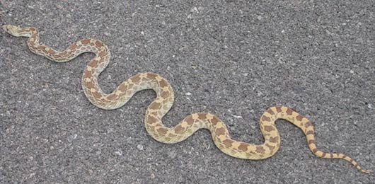 Sonoran Gopher Snake in Arizona