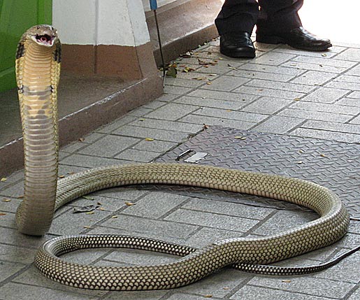 Thai King Cobra
