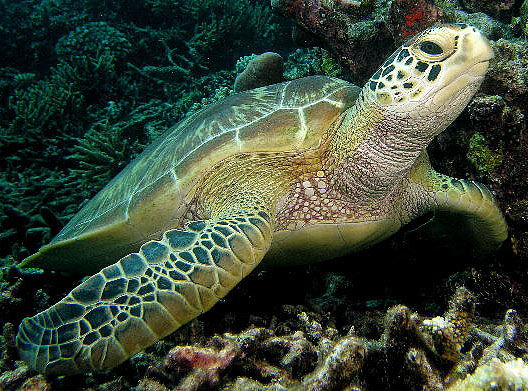 green sea turtle hello