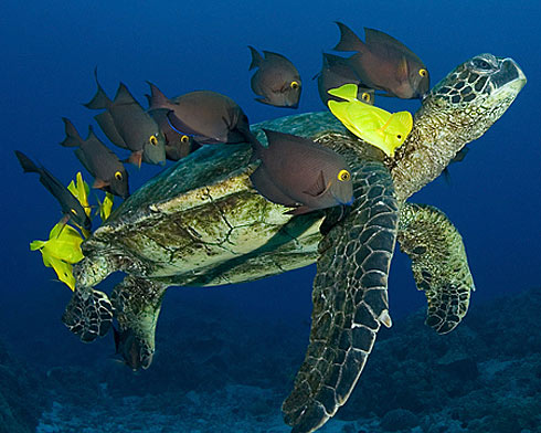 green sea turtle tangs