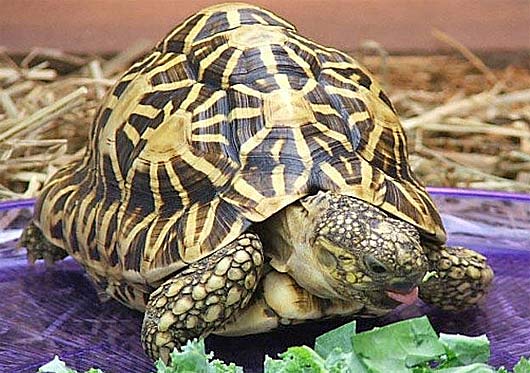 indian star tortoise salad time