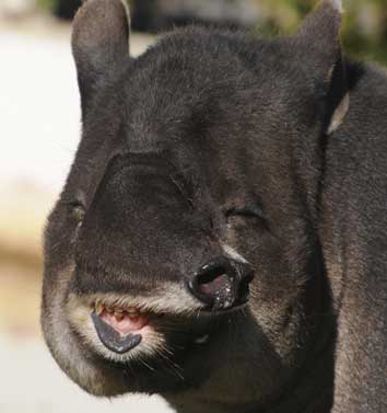 baird tapir