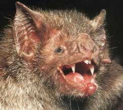 ugly bat