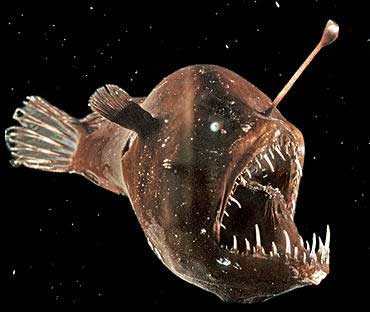 deap sea anglerfish